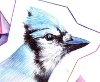 Picture of Blue jay